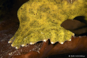 "BIG FOOT" Close up of a Giant Frogfish foot - in need of... by Debi Henshaw 
